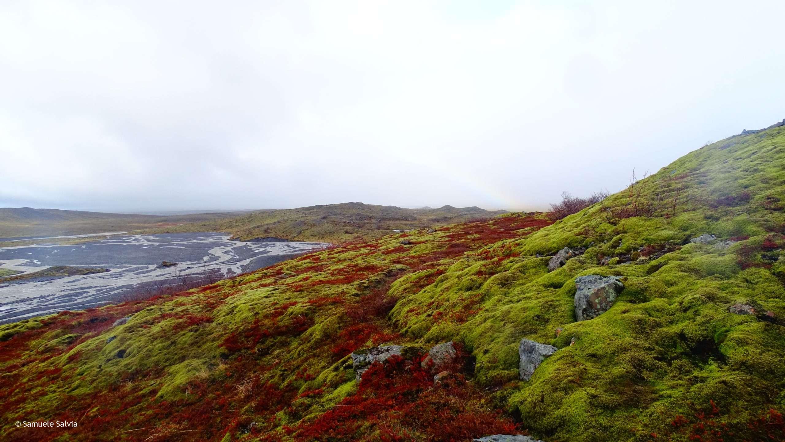 Arbusti violacei e muschio lavico sul sentiero per Múlagljúfur.