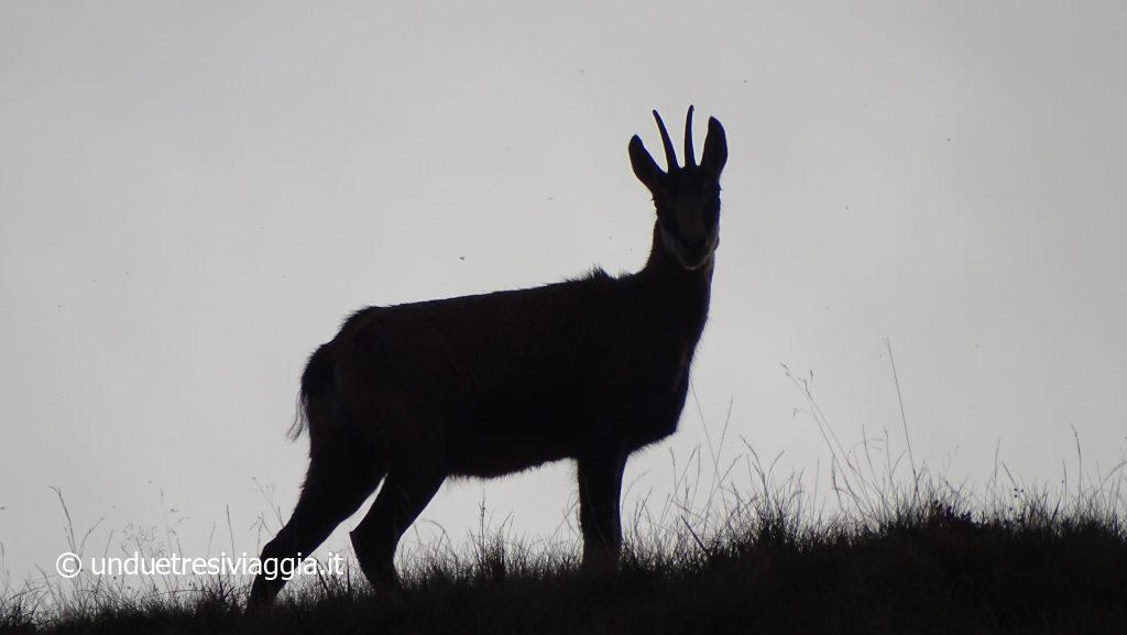 Un camoscio nei pressi di Cima della Piancaccia, verso la vetta del Monte Generoso.