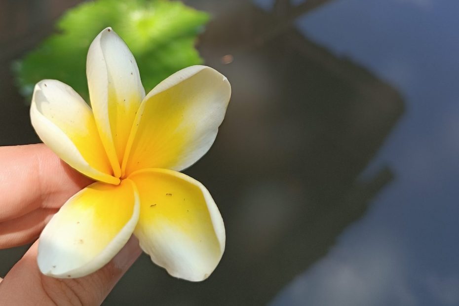 Il frangipane, uno dei simboli dell'isola di Bali.