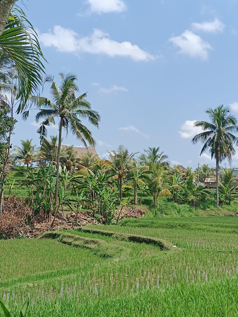 Le risaie di Kajeng, a poca distanza da Ubud.