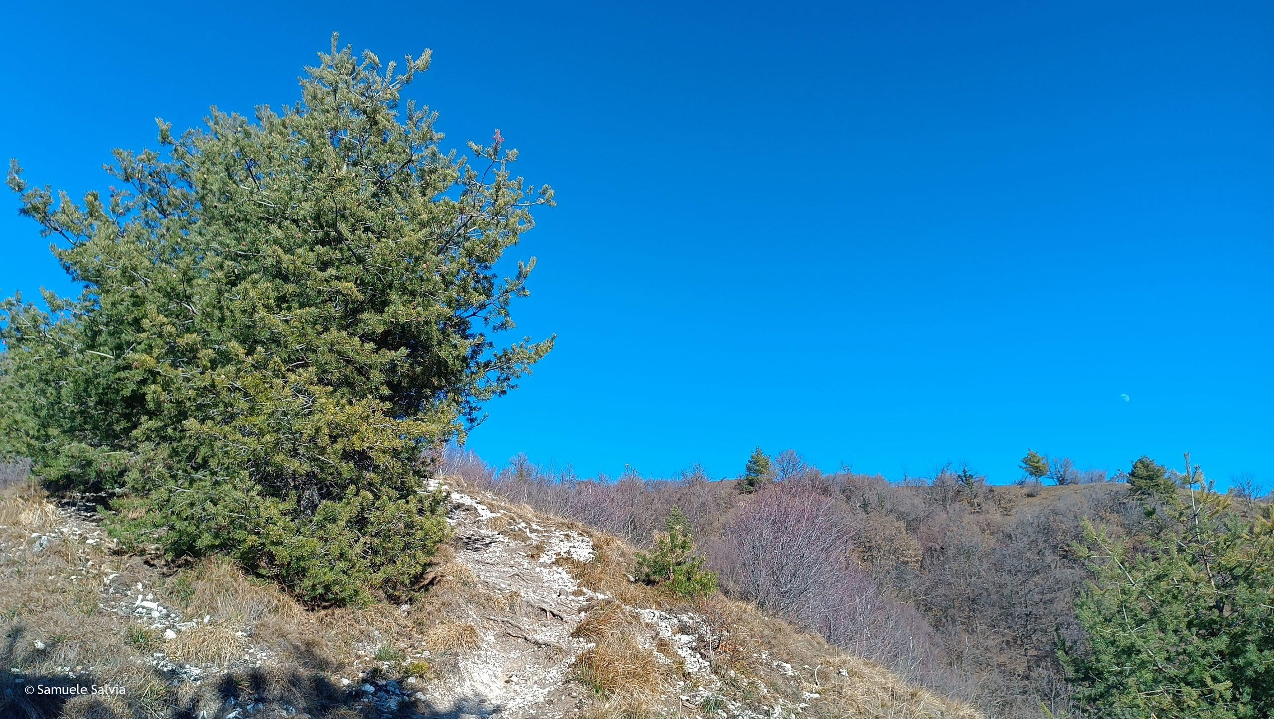 Il sentiero che sale dai Piani di Valdès verso il Monte Chiusarella e il Monte Martica.