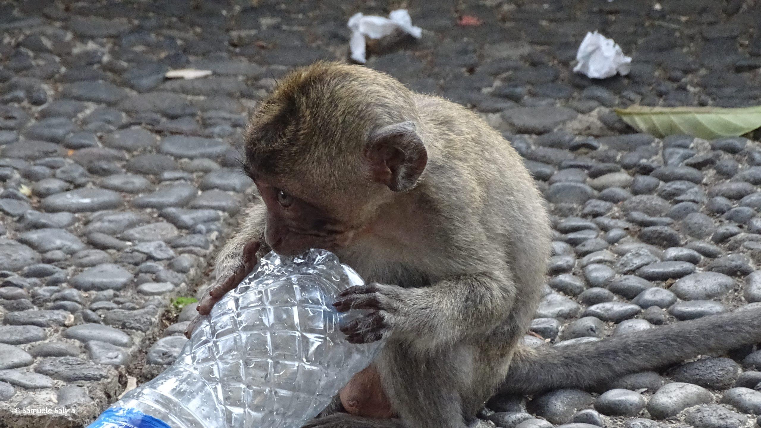 Un cucciolo di macaco rovista tra i rifiuti e morde una bottiglia di plastica. Ubud, Bali (Indonesia).