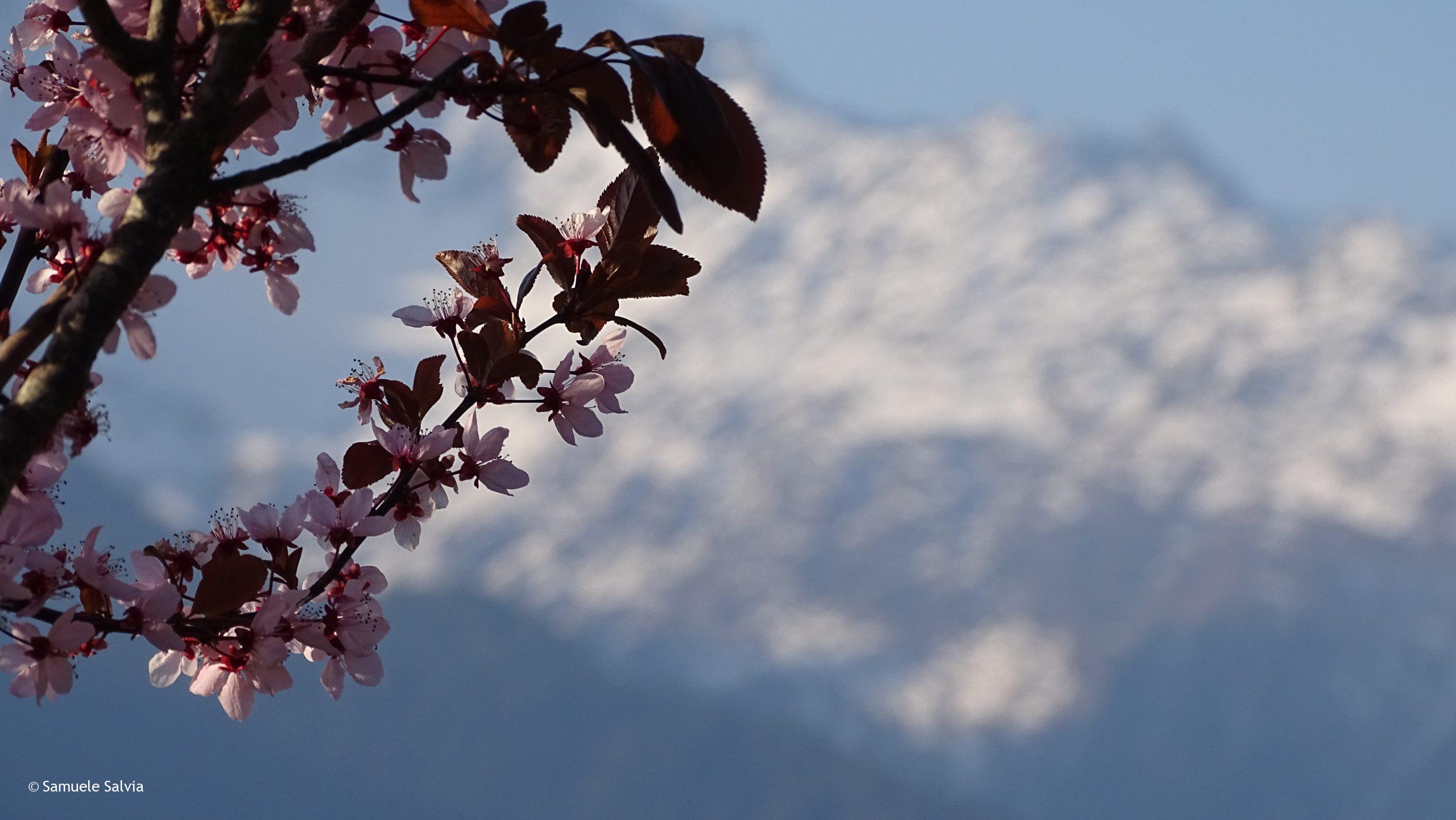 Sboccia la primavera a Teglio, mentre sullo sfondo le montagne sono ancora ben innevate.