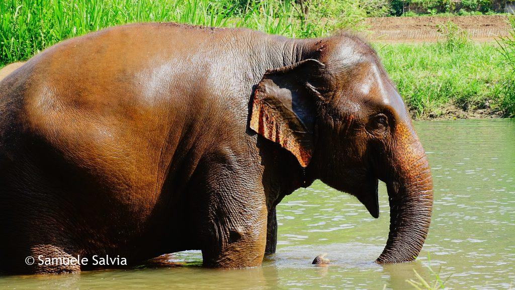 Il bagno al santuario degli elefanti di Chiang Mai, in Thailandia.