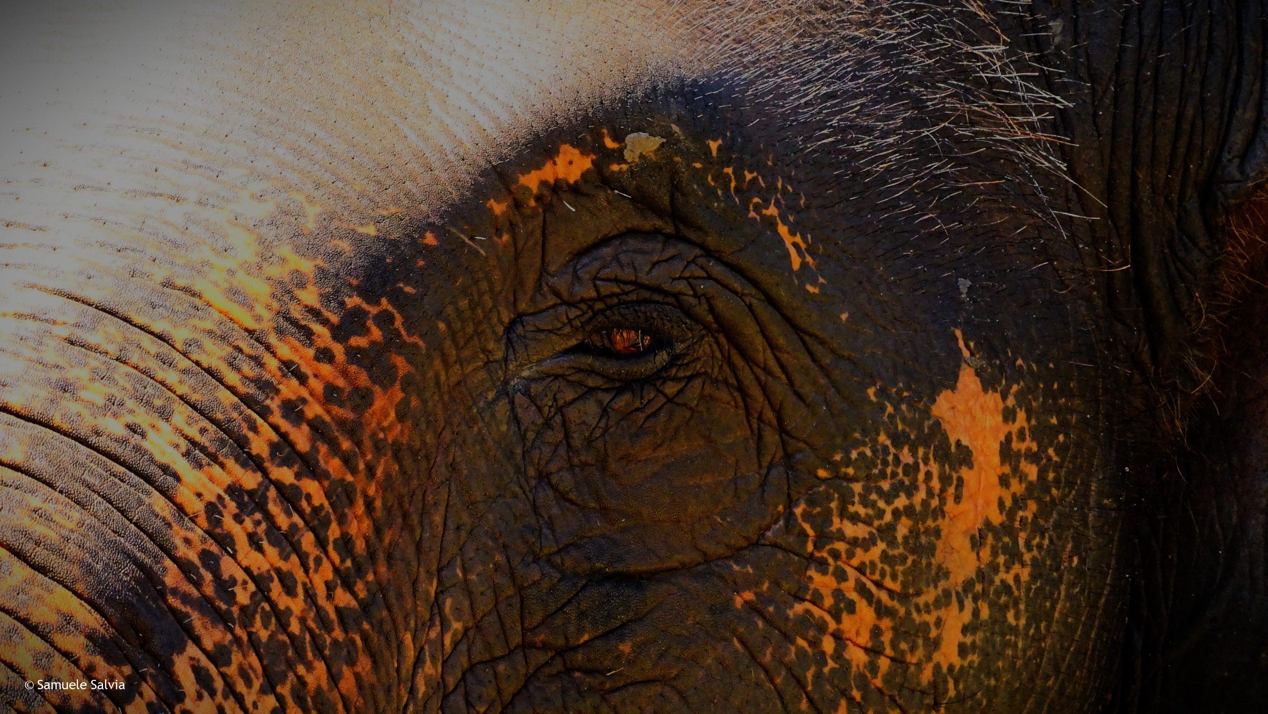 Dettaglio sull'occhio di un meraviglioso esemplare al santuario degli elefanti di Chiang Mai.