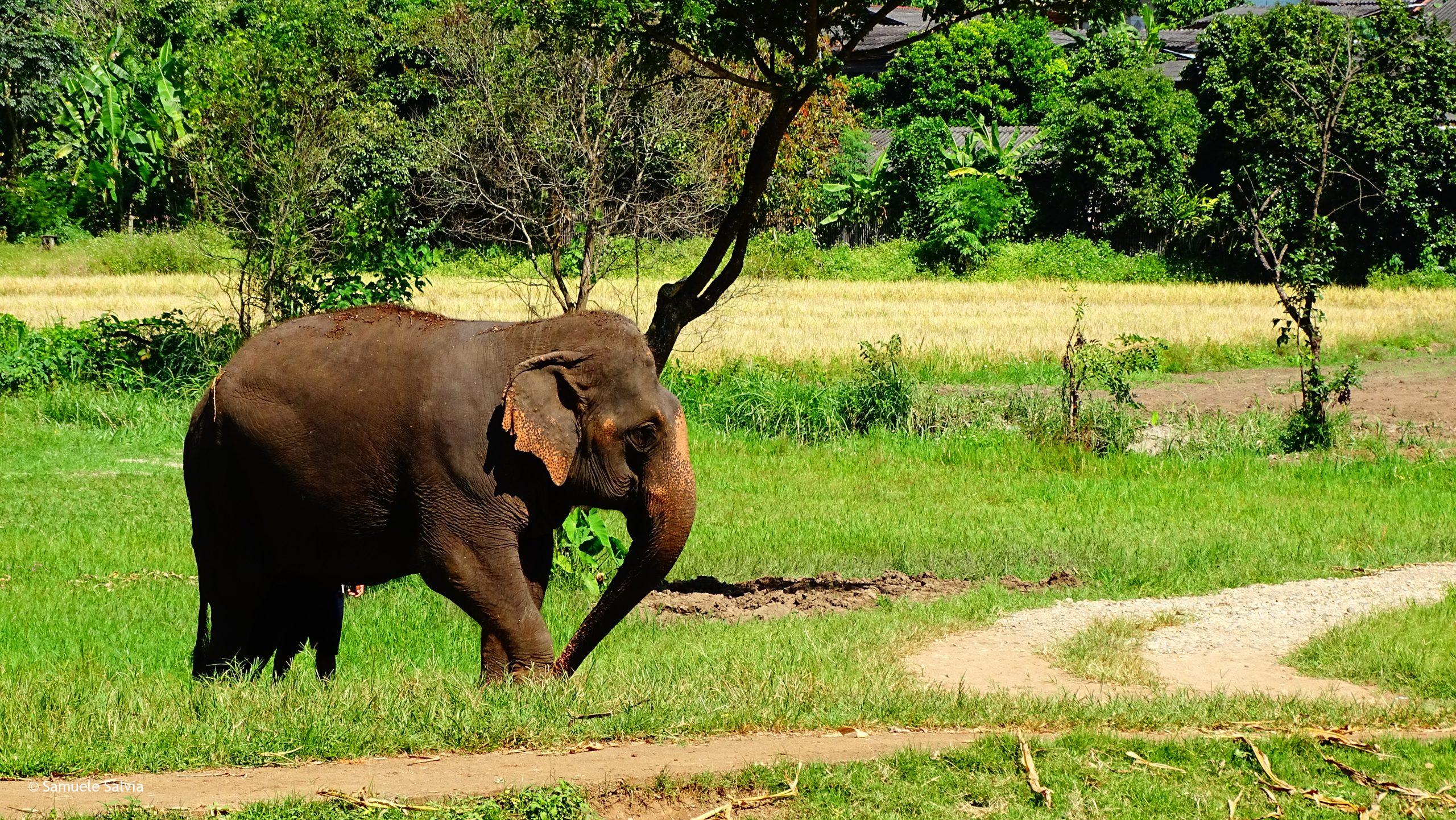 Al santuario degli elefanti di Chiang Mai gli elefanti sono liberi hanno spazi ampissimi in cui muoversi in libertà.