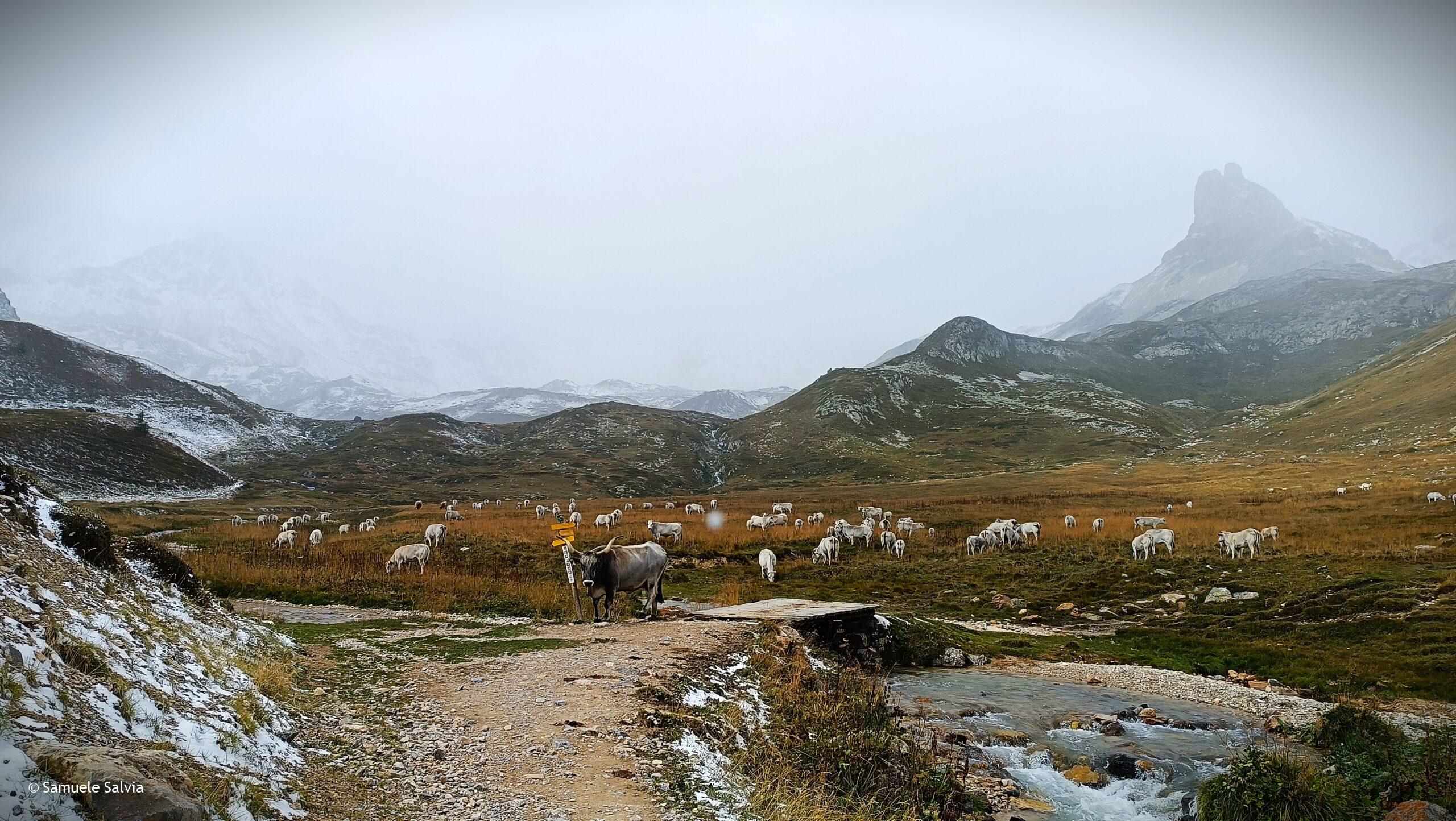 francia, valle stretta, vallee etroite, granges de la vallee etroite, mont thabor, grand seru, bardonecchia, val di susa, italia, francia, trekking