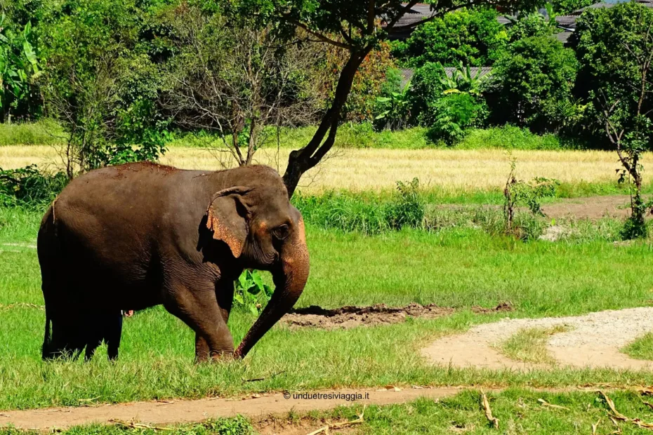 elefante, elefanti, thailandia, chiang mai, santuario degli elefanti, dove fare esperienze con gli elefanti thailandia, thailandia dove vedere gli elefanti, santuario degli elefanti opinioni, rang tong rescue park, chiang mai elefanti, viaggi, asia, sud-est asiatico, sud est asiatico
